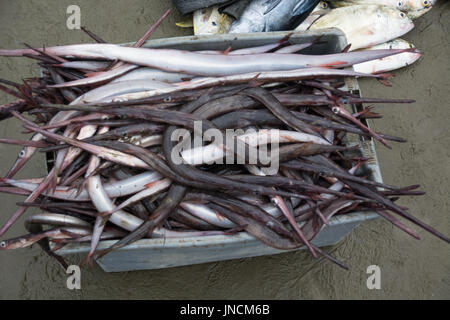 Marché de pêche à Puerto Lopez, Équateur Banque D'Images