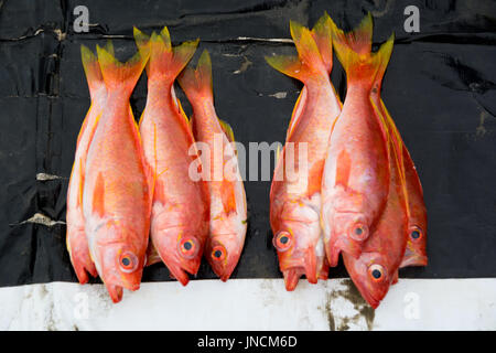 Marché de pêche à Puerto Lopez, Équateur Banque D'Images