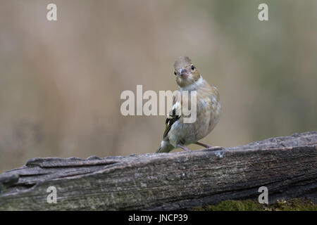 Une femelle juvénile chaffinch perché sur une ancienne porte à tout droit directement à l'inclinaison de la tête de camera viewer Banque D'Images