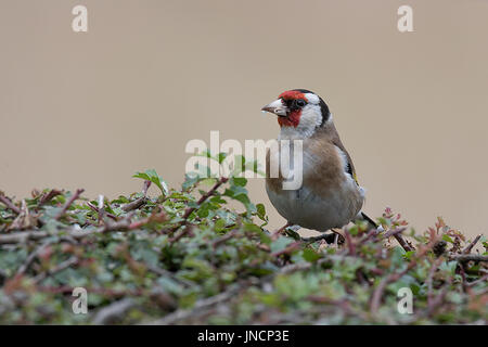 Un gros plan d'un adulte chardonneret perché sur une haie à gauche et avec de la nourriture dans son bec Banque D'Images