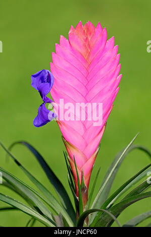 Quill rose / Usine (Tillandsia cyanea) | Tillandsie (Tillandsia cyanea) / Banque D'Images