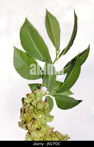 Le feuillage et les fruits ailés de l'Orme (Ulmus laevis). Banque D'Images