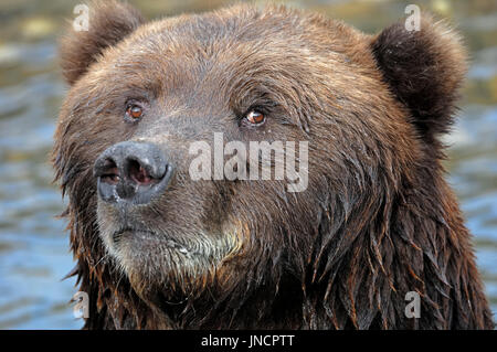 L'ours Kodiak dans l'eau, l'île Kodiak, Alaska / (Ursus arctos middendorffi) | Kodiakbaer / (Ursus arctos middendorffi) Banque D'Images