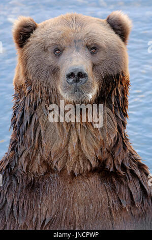 L'ours Kodiak dans l'eau, l'île Kodiak, Alaska / (Ursus arctos middendorffi) | Kodiakbaer / (Ursus arctos middendorffi) Banque D'Images