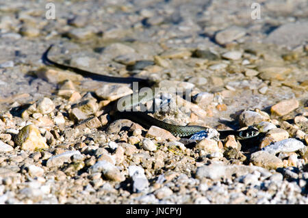 La couleuvre à collier (Natrix natrix) tiré sur une banque d'un lac. Banque D'Images