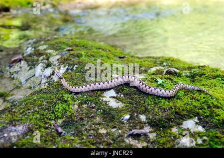 Vipère à cornes (Vipera ammodytes) dans son environnement naturel. Banque D'Images