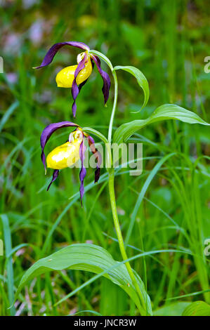 Portrait de Lady's-slipper orchid (Cypripedium calceolus). Banque D'Images