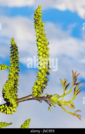 Les fleurs mâles dans les chatons d'un noyer commun (Juglans regia). Banque D'Images