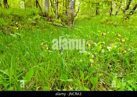 Le cypripède blanc (Cypripedium calceolus) dans son habitat naturel. Banque D'Images