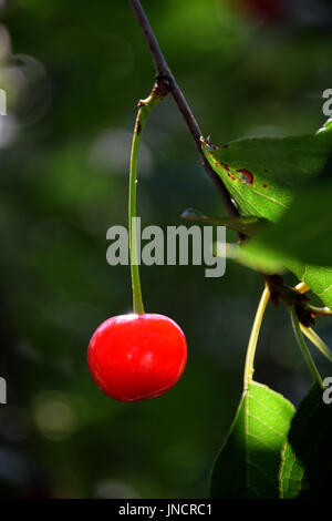 Les cerises mûres hanging on a cherry tree branch dans la lumière du soleil Banque D'Images