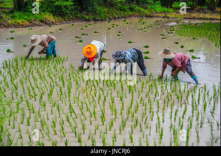 Les agriculteurs cultivent le riz dans la ferme dans les régions rurales de la Thaïlande Banque D'Images