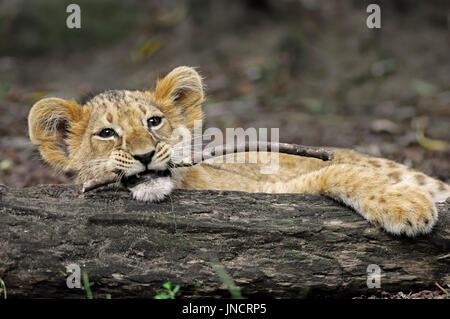 L'African Lion, cub / (Panthera leo) | Afrikanischer Loewe, Jungtier / (Panthera leo) Banque D'Images