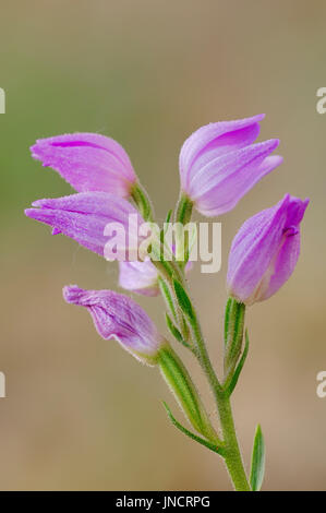 Cephalanthère rouge, Provence, Sud de France / (Cephalanthera rubra) | Rotes Waldvoegelein, Provence, Suedfrankreich Banque D'Images