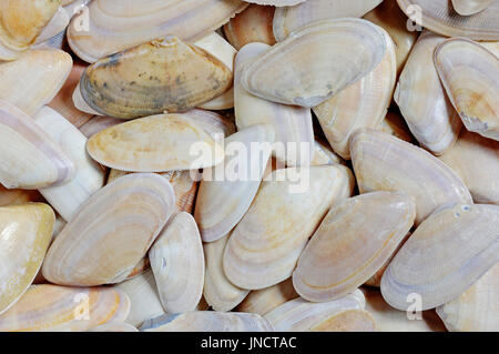 Wedge bagués coquilles, Texel, Pays-Bas / (Donax vittatus) / Saegezaehnchen bagués Donax |, Muschelschalen / (Donax vittatus) Banque D'Images