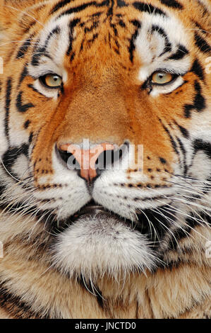 / Tigre de Sibérie (Panthera tigris altaica) | Sibirischer / tigre (Panthera tigris altaica) / Amurtiger Banque D'Images