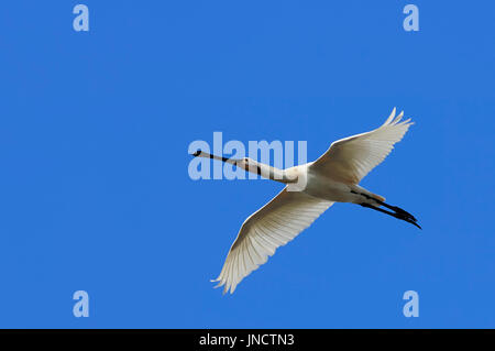 La Spatule blanche, Texel, Pays-Bas / (Platalea leucorodia) | Loeffler, Texel, Pays-Bas / (Platalea leucorodia) Banque D'Images