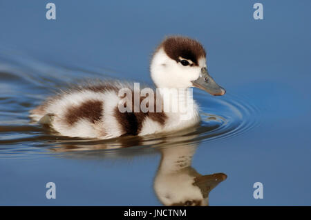 Tadorne, Gosling, Texel, Pays-Bas / (Tadorna tadorna) | Brandgans, Kueken, Texel, Pays-Bas / (Tadorna tadorna) / Brandente Banque D'Images