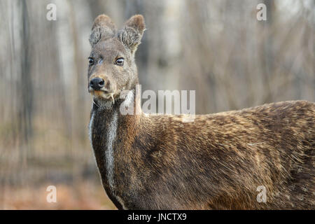 Animal à sabots de cerfs porte-musc de Sibérie Paire rare Banque D'Images