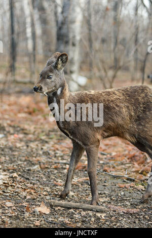 Animal à sabots de cerfs porte-musc de Sibérie Paire rare Banque D'Images