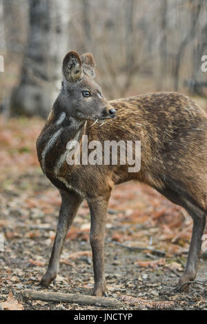 Animal à sabots de cerfs porte-musc de Sibérie Paire rare Banque D'Images