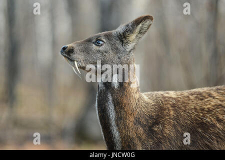 Animal à sabots de cerfs porte-musc de Sibérie Paire rare Banque D'Images