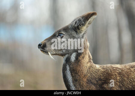 Animal à sabots de cerfs porte-musc de Sibérie Paire rare Banque D'Images