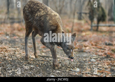 Animal à sabots de cerfs porte-musc de Sibérie Paire rare Banque D'Images