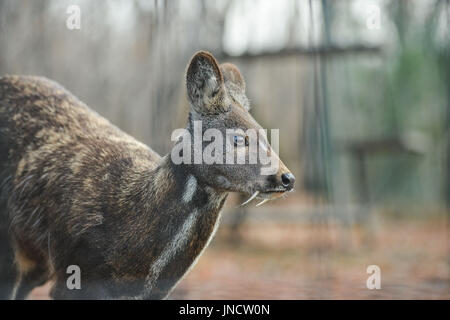 Animal à sabots de cerfs porte-musc de Sibérie Paire rare Banque D'Images