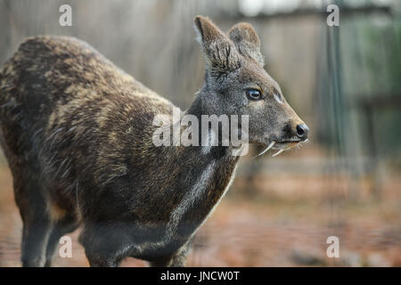 Animal à sabots de cerfs porte-musc de Sibérie Paire rare Banque D'Images