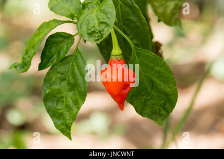 Piment Habanero croissant dans le jardin Banque D'Images