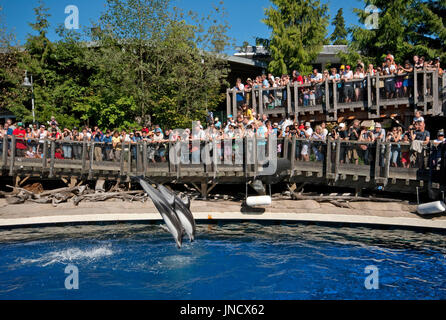 Voir avec les dauphins à l'Aquarium de Vancouver, au parc Stanley, Vancouver, Colombie-Britannique, Canada Britisn Banque D'Images