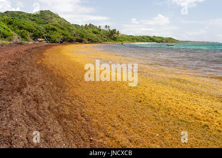 De grandes quantités d'algues Sargasses jeter à terre à l'Anse au Bois' beach en Martinique Banque D'Images