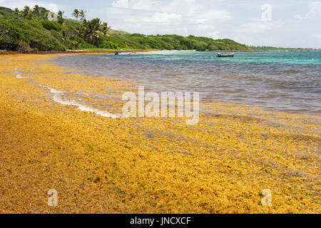 De grandes quantités d'algues Sargasses jeter à terre à l'Anse au Bois' beach en Martinique Banque D'Images