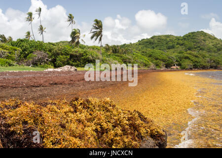 De grandes quantités d'algues Sargasses jeter à terre à l'Anse au Bois' beach en Martinique Banque D'Images