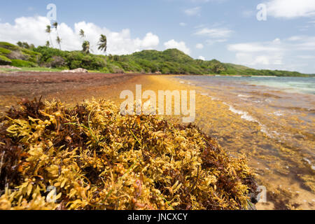 De grandes quantités d'algues Sargasses jeter à terre à l'Anse au Bois' beach en Martinique Banque D'Images