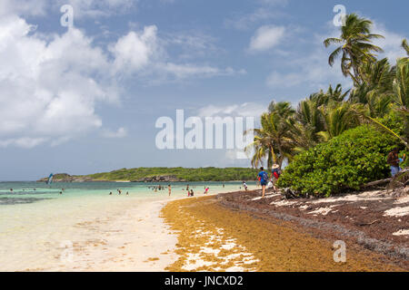 De grandes quantités d'algues Sargasses jeter à terre à l'Anse Michel' beach en Martinique Banque D'Images