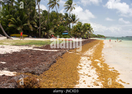 De grandes quantités d'algues Sargasses jeter à terre à l'Anse Michel' beach en Martinique Banque D'Images