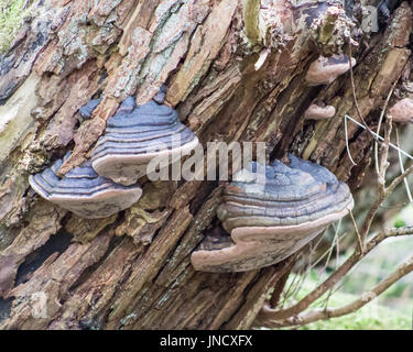 Hoof, tinder fungus Banque D'Images