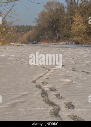 Des traces de ski de fond sur la rivière gelée swider à jozefow Banque D'Images