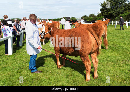 Vaches dans le ring d'exposition à un paysage rural country fair à Cornwall, Angleterre, Royaume-Uni. Banque D'Images