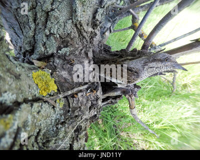 Jynx torquilla.Le nid de l'Eurasian fourmilier dans la nature. Banque D'Images