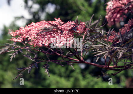 La superbe dentelle noire le sureau (Sambucus nigra 'Eva') avec ses fleurs violet-noir Feuilles et fleurs rose crème Banque D'Images