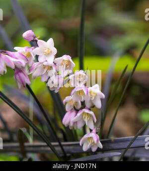 Une vue rapprochée de la rose à fleurs violettes et noires de Mondo Grass (Ophiopogon planiscapus 'Nigrescens'). Banque D'Images