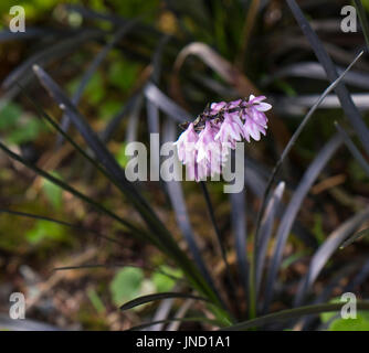 Une grappe composée de fleurs rose-lavande émerge d'une touffe d'herbe (Mondo Noir Ophiopogon planiscapus 'Nigrescens'). Banque D'Images