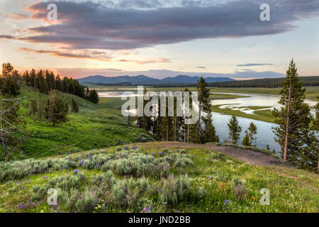 Une colline de fleurs sauvages dans la Hayden Valley avec coucher du soleil reflétée dans la rivière Yellowstone dans le Parc National de Yellowstone, Wyoming. Banque D'Images