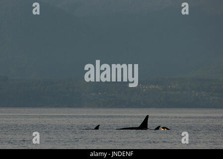 Une famille d'orques épaulards transitoire natation passé Nanaimo en Colombie-Britannique, Canada Banque D'Images