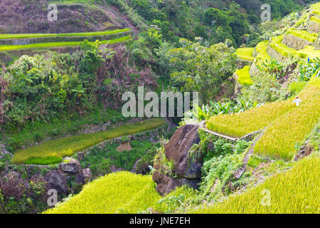 Sentier de randonnée à travers les rizières en terrasses des Philippines. Paysage de forêt tropicale avec des plantations de riz. Banque D'Images