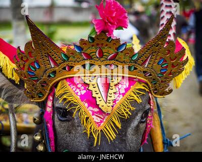 Jembrana, Bali, Indonésie. 30 juillet, 2017. Un buffle décoré pour une course makepung (Buffalo) dans Tuwed Jembrana, dans le sud-ouest de Bali. Buffalo est Makepung racing dans le quartier de Jembrana, sur l'extrémité ouest de Bali. L'Makepung saison commence en juillet et se termine en novembre. Un homme assis dans un petit panier conduit une paire de Buffalo Bulls autour d'une piste couper à travers les champs de riz dans le district. C'est un passe-temps populaire locale qui attire les spectateurs de l'ensemble de l'ouest de Bali. Crédit : Jack Kurtz/ZUMA/Alamy Fil Live News Banque D'Images