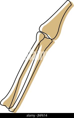Les os de la jambe du tibia et du péroné corps anatomie médecine Illustration de Vecteur