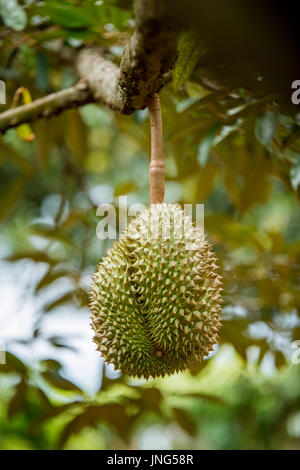 Fresh durian sur arbre en Thaïlande fruit farm Banque D'Images